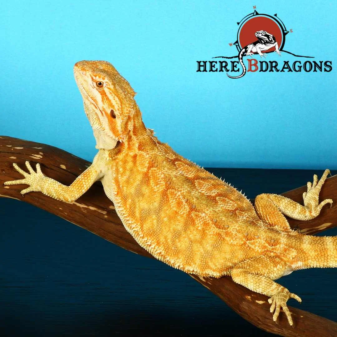 bearded dragon 2018-35-5 photo 2.jpg