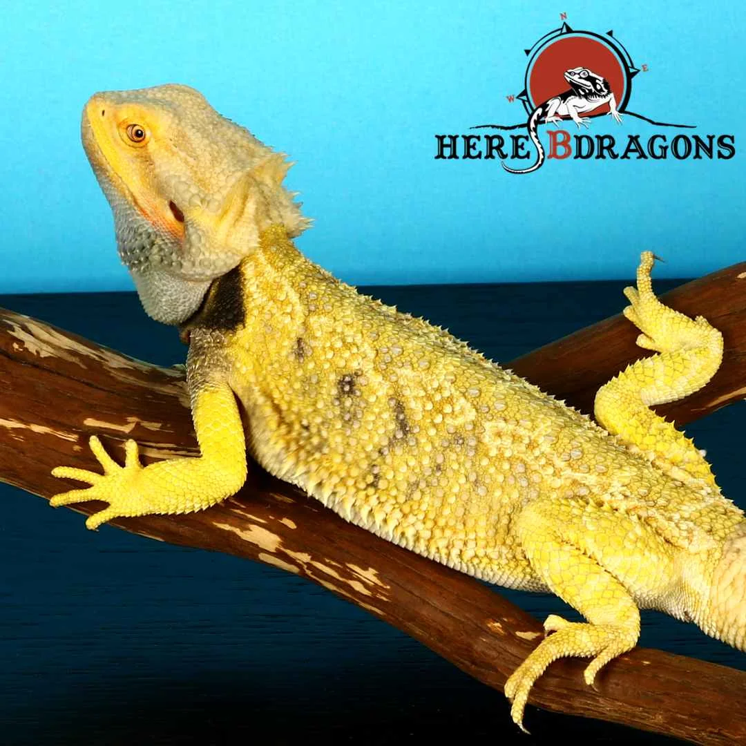 bearded dragon 2018-26-9 photo 2.jpg