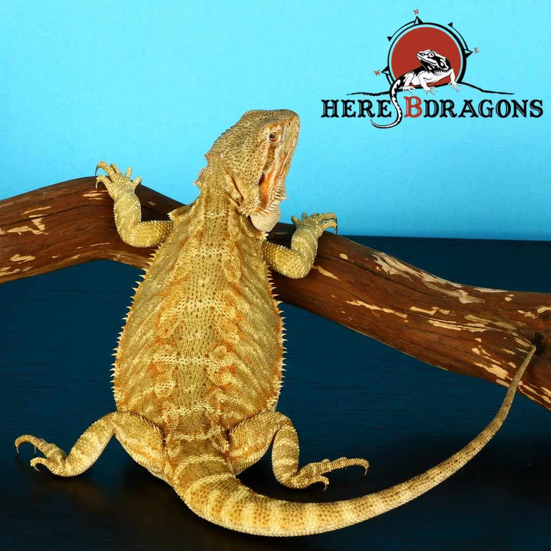 bearded dragon 2018-36-6.jpg