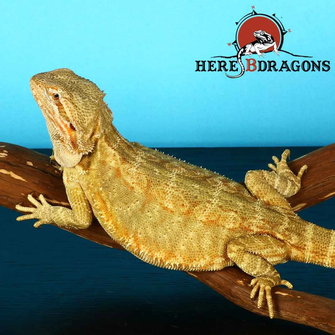 bearded dragon 2018-36-6 photo 2.jpg