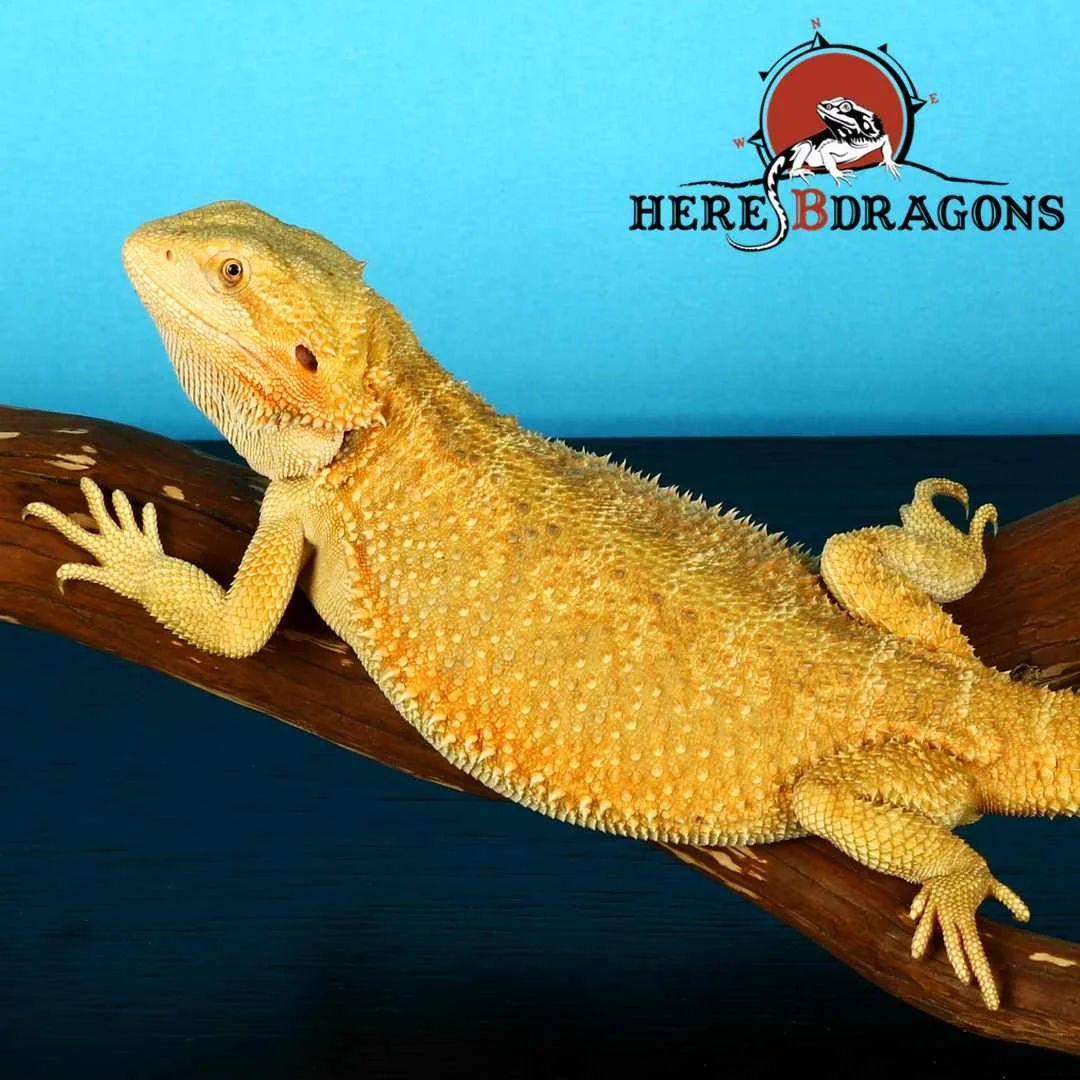 bearded dragon 2018-37-2 photo 2.jpg