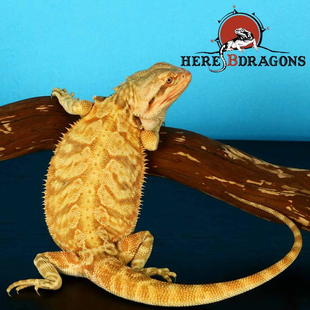 bearded dragon 2018-36-8.jpg