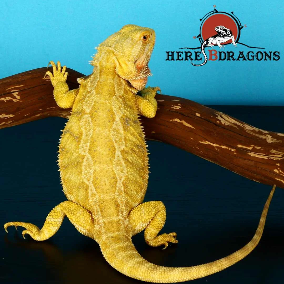 bearded dragon 2018-26-12.jpg