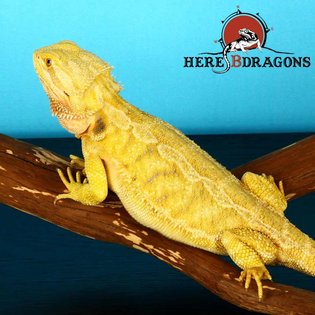bearded dragon 2018-26-12 photo 2.jpg