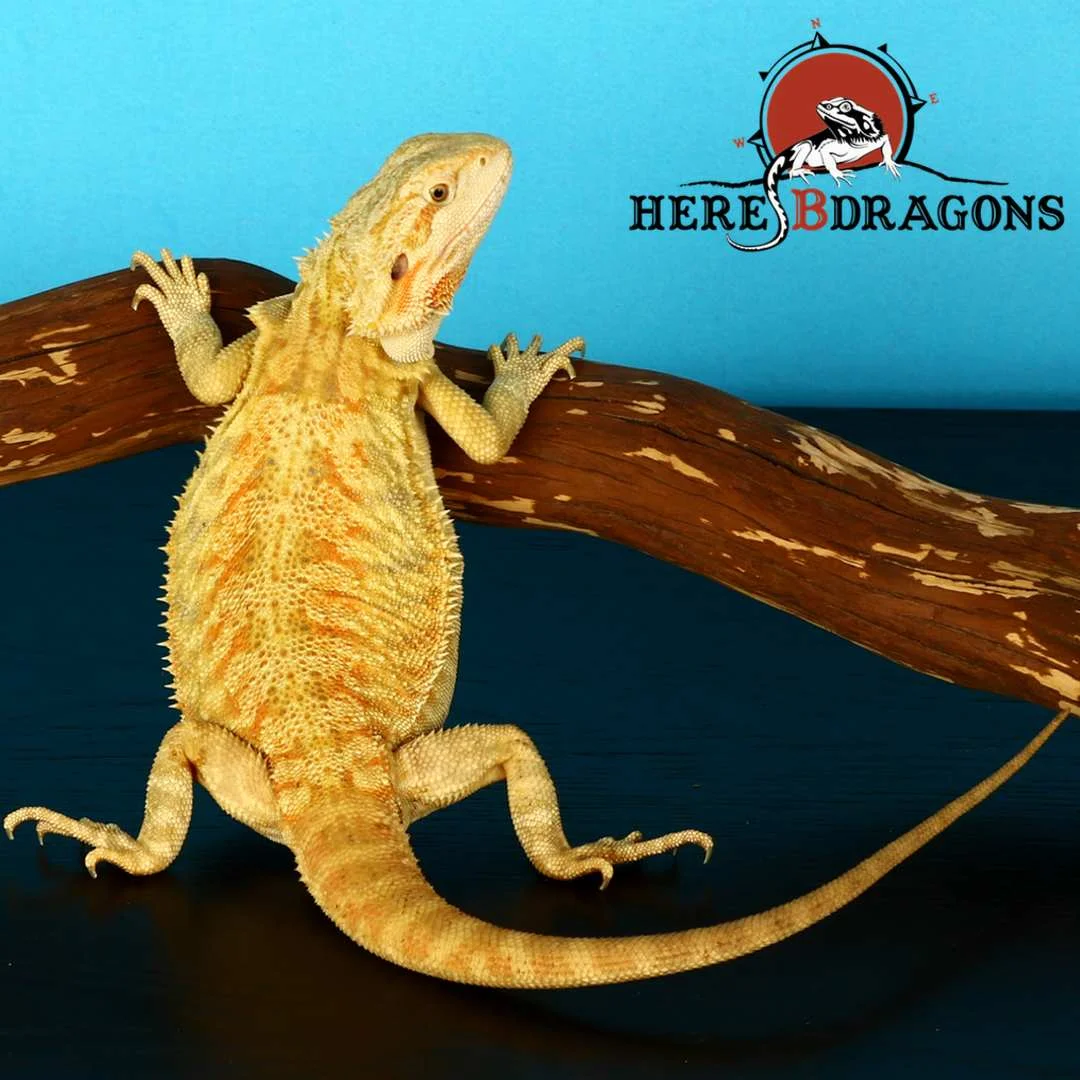 bearded dragon 2018-28-6.jpg