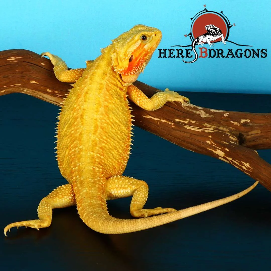 bearded dragon 2018-37-3.jpg