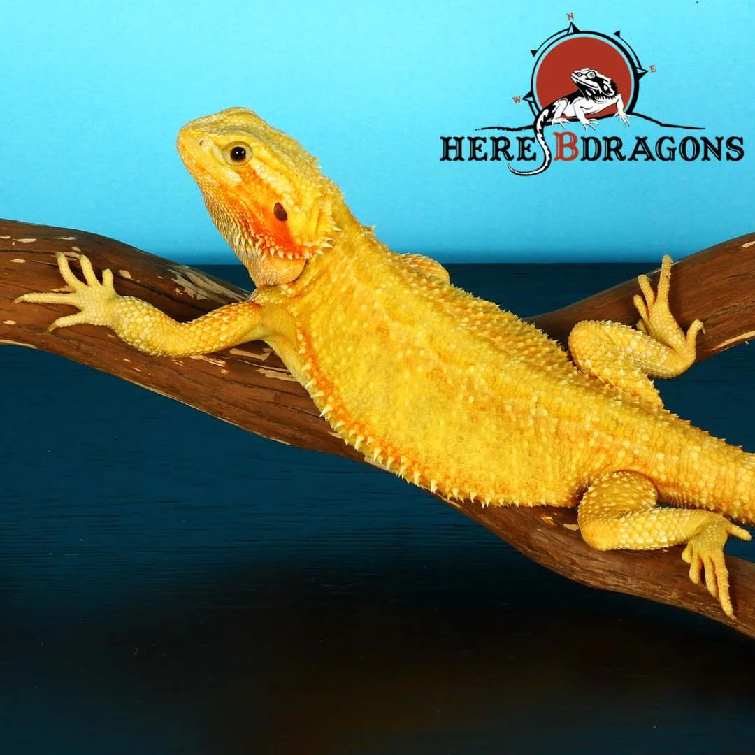 bearded dragon 2018-37-3 photo 2.jpg