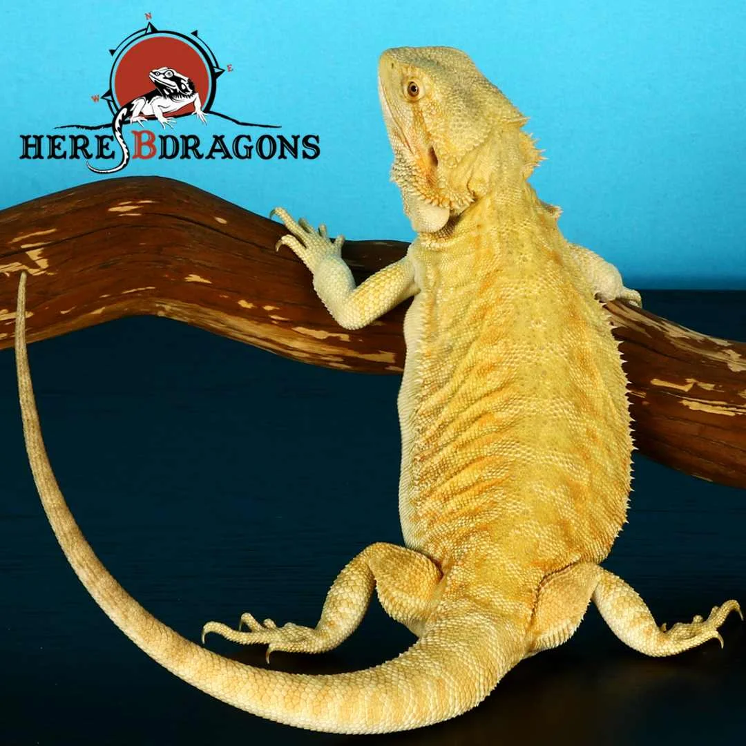 bearded dragon 2018-36-10.jpg