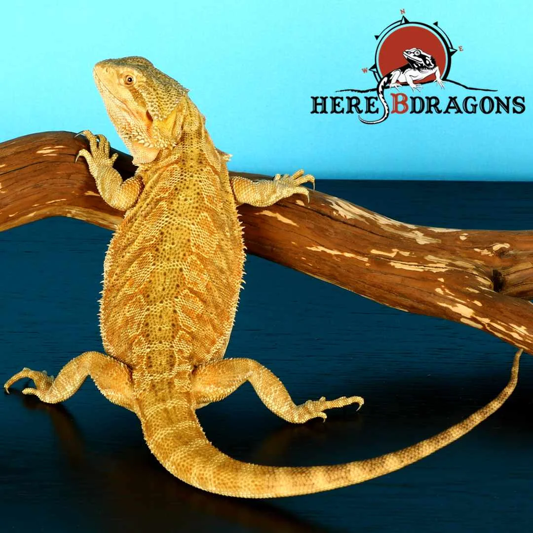 bearded dragon 2018-39-13.jpg