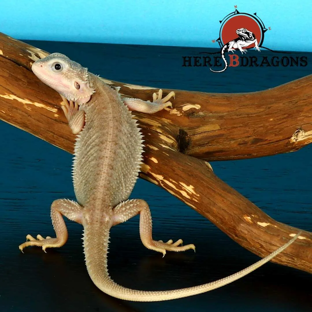 bearded dragon 2019-2-1 photo 2.jpg