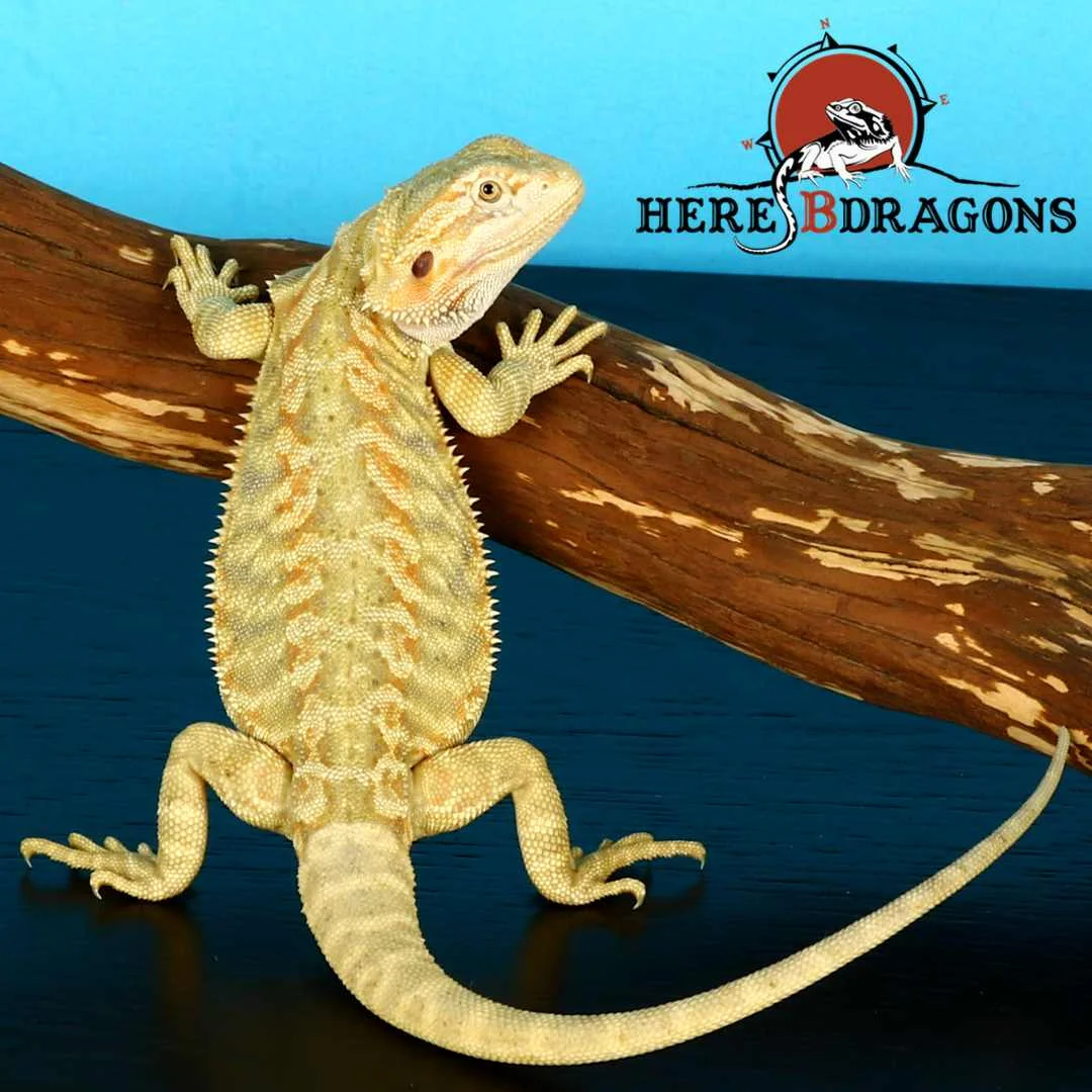 bearded dragon 2019-1-4.jpg