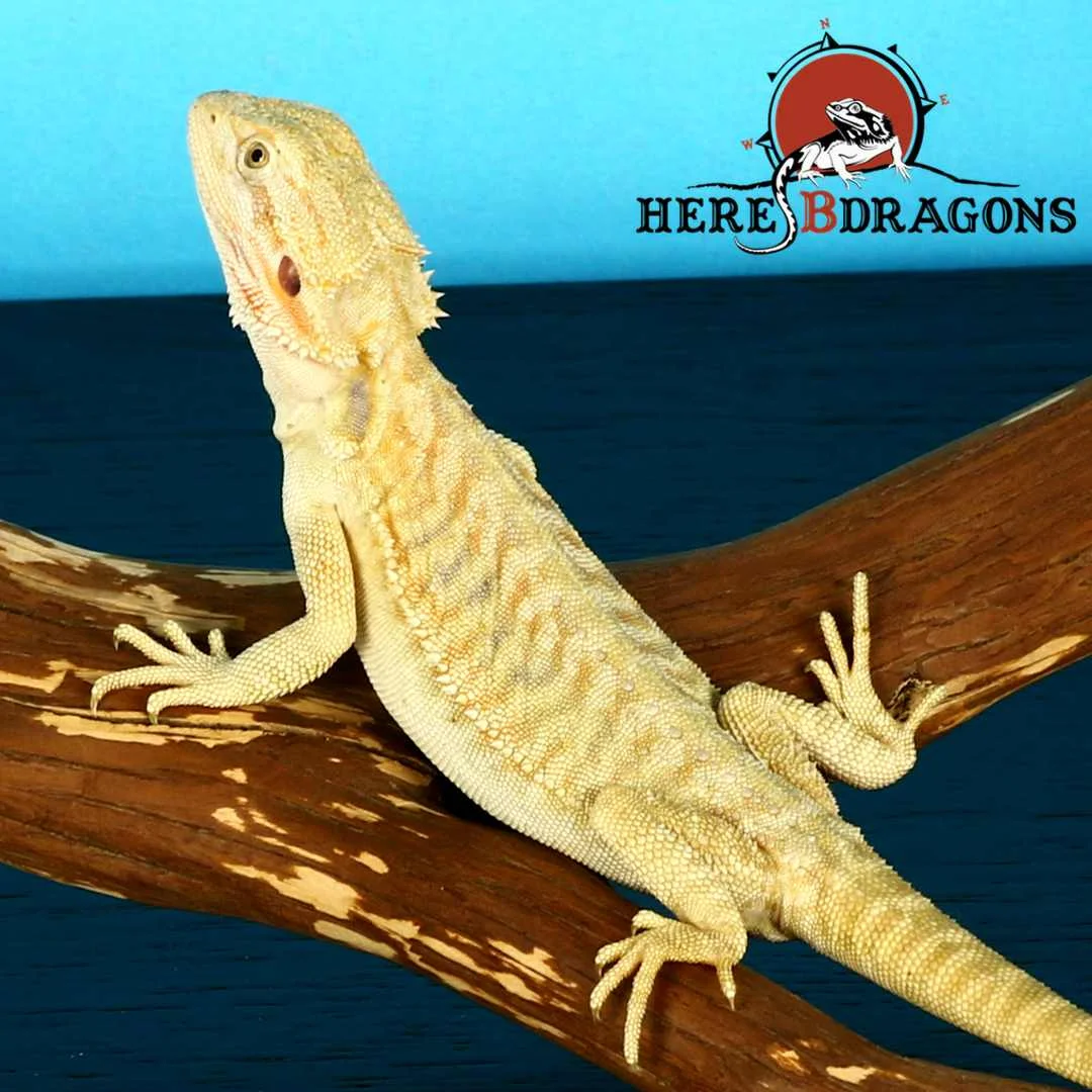 bearded dragon 2019-1-5 photo 2.jpg