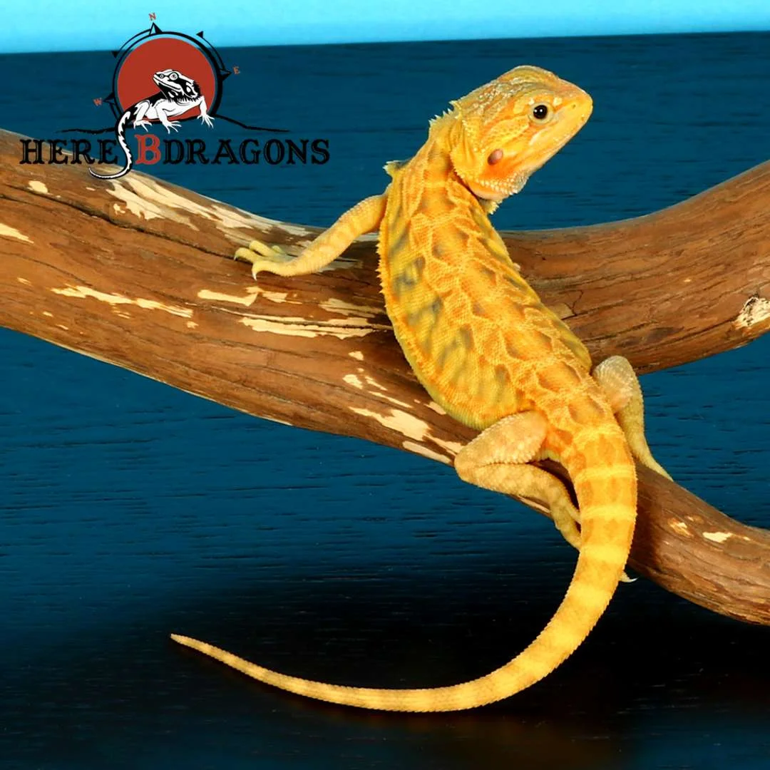 bearded dragon 2019-10-2 photo 2.jpg