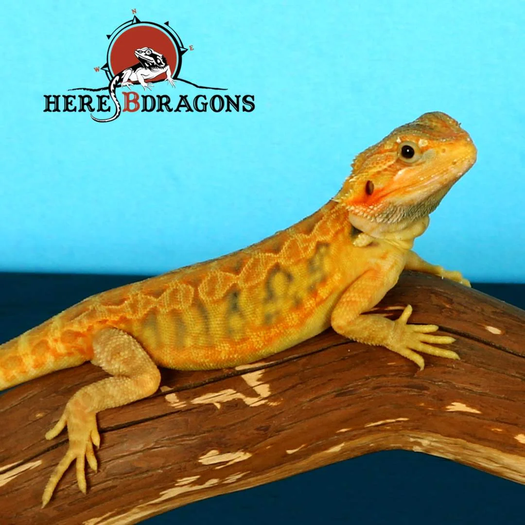 bearded dragon 2019-10-2 photo 3.jpg