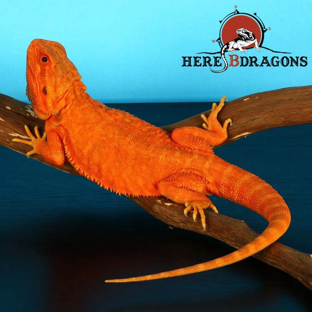 bearded dragon 2018-40-1 photo 2.jpg