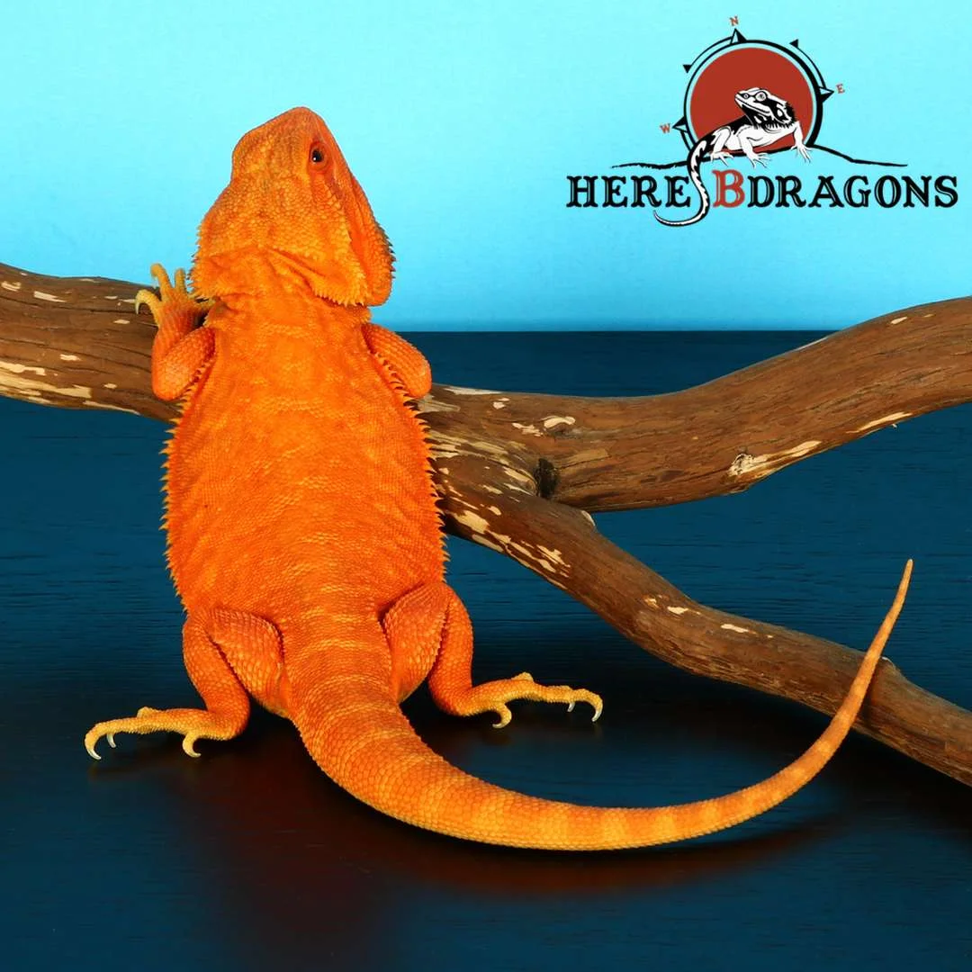 bearded dragon 2018-40-1.jpg