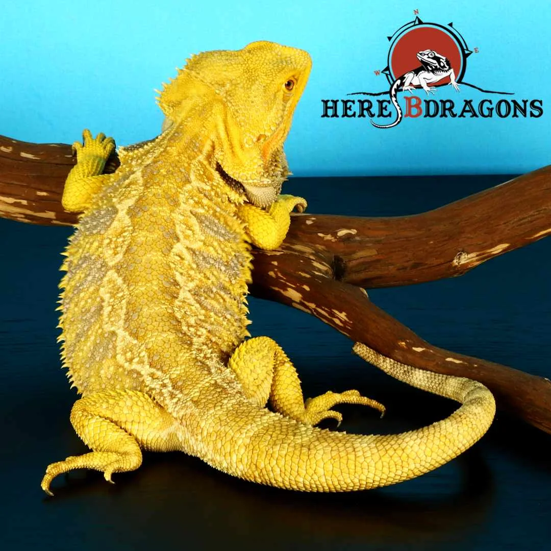 bearded dragon 2018-40-2.jpg