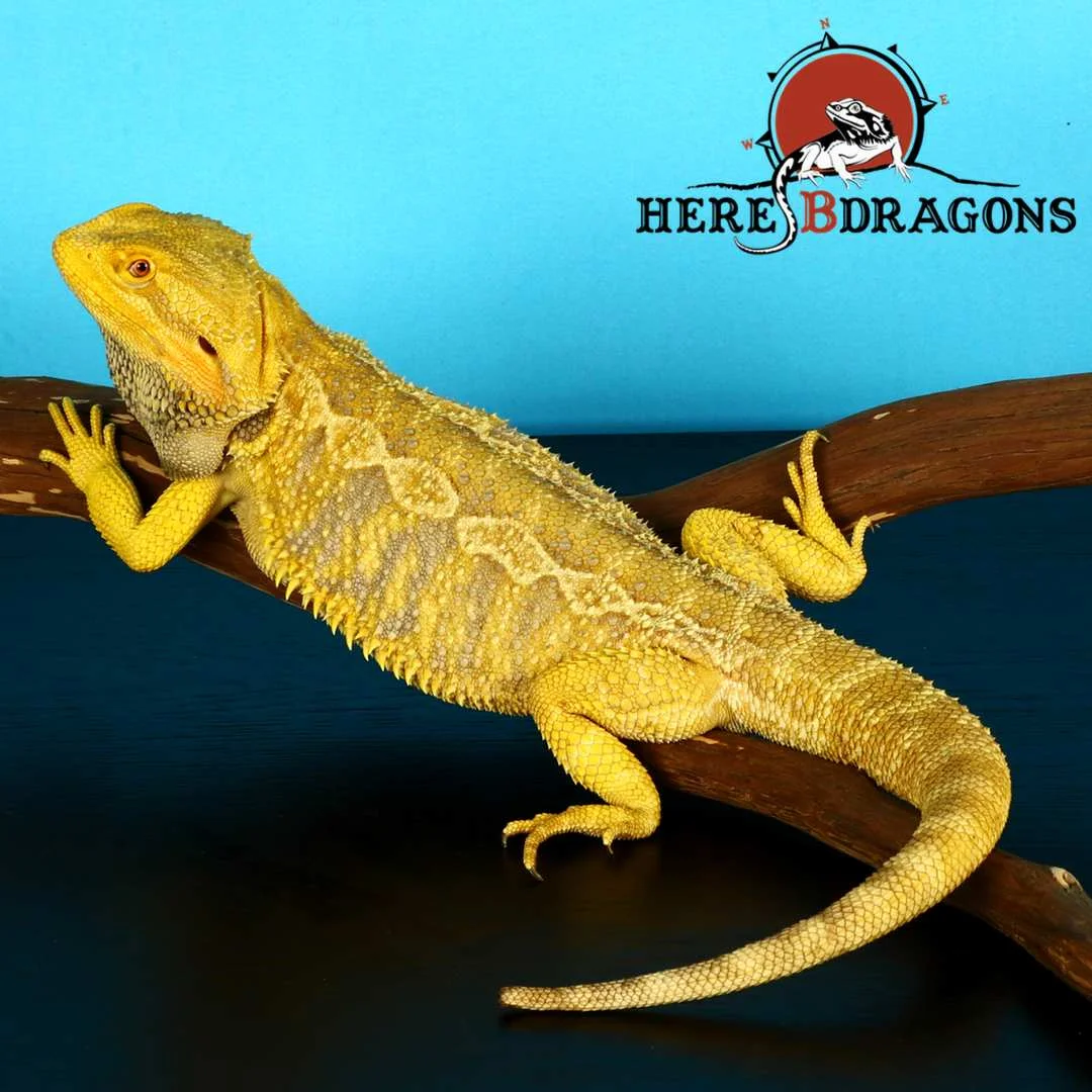 bearded dragon 2018-40-2 photo 2.jpg