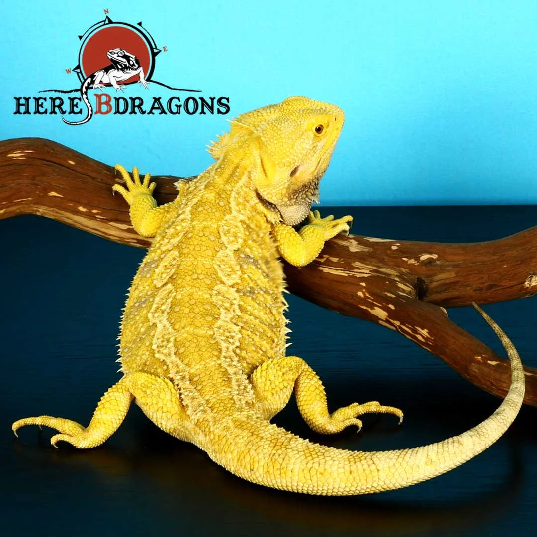 bearded dragon 2018-40-4.jpg