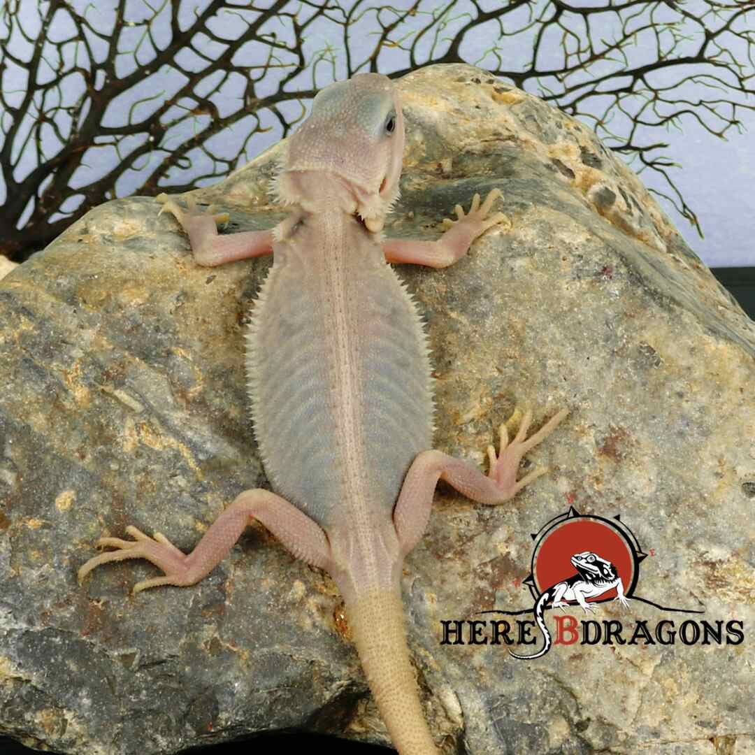 zero bearded dragon  zero bearded dragon