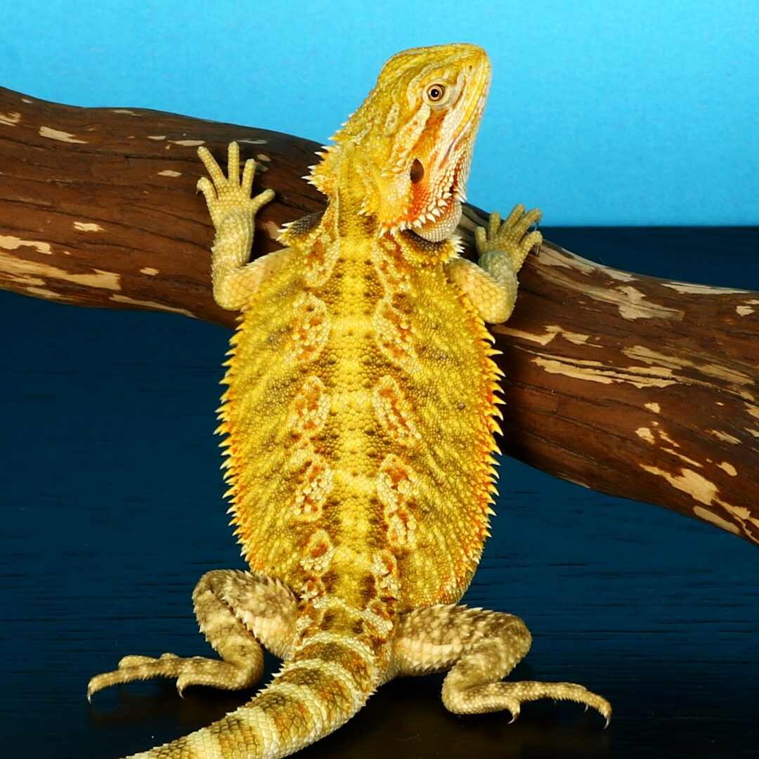 Citrus Leatherback Bearded Dragon Breeder (Stock BDB8)