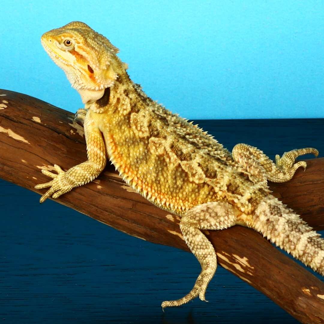 Citrus bearded dragons for sale online baby citrus bearded dragon