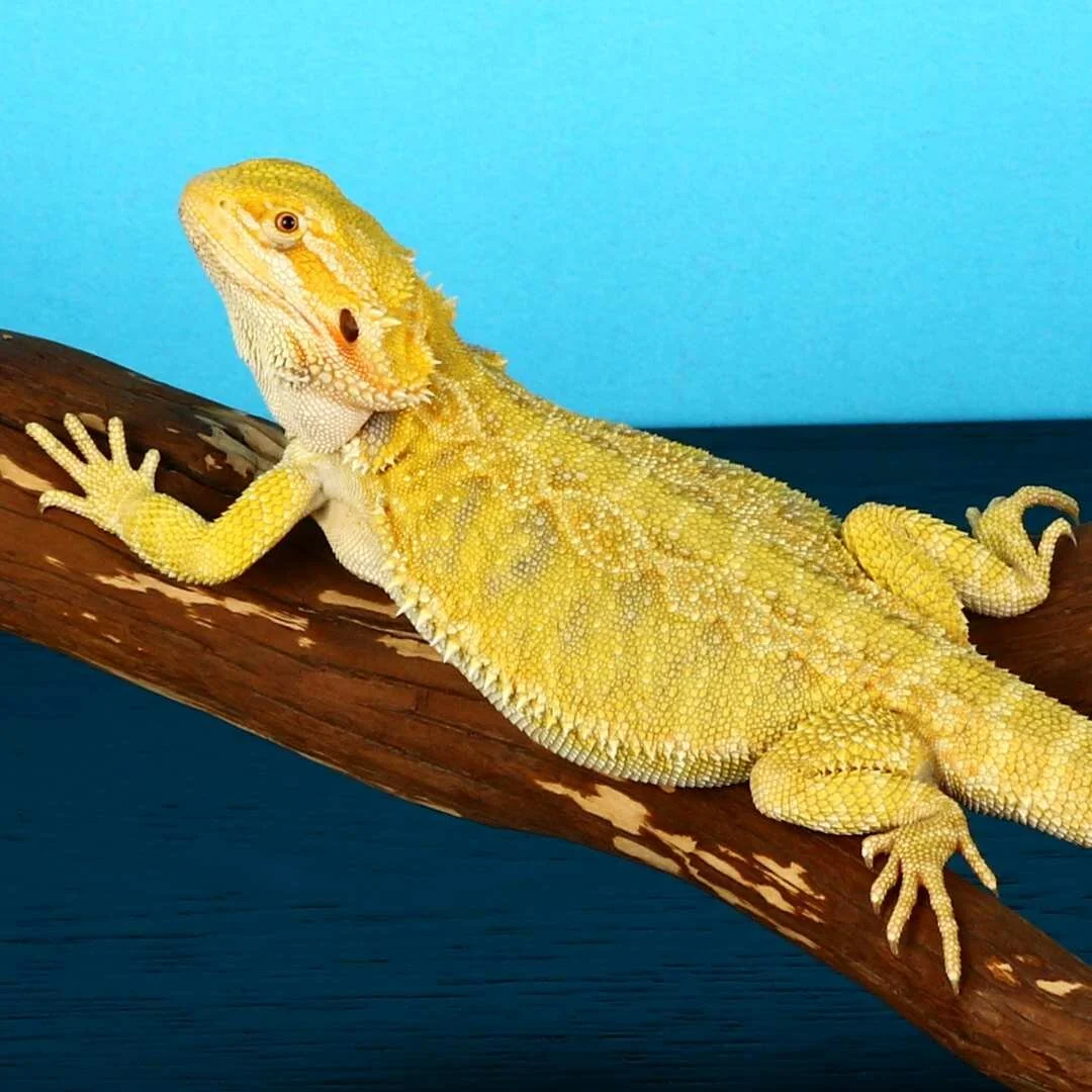 Get Wallpaper Citrus bearded dragon colors HD