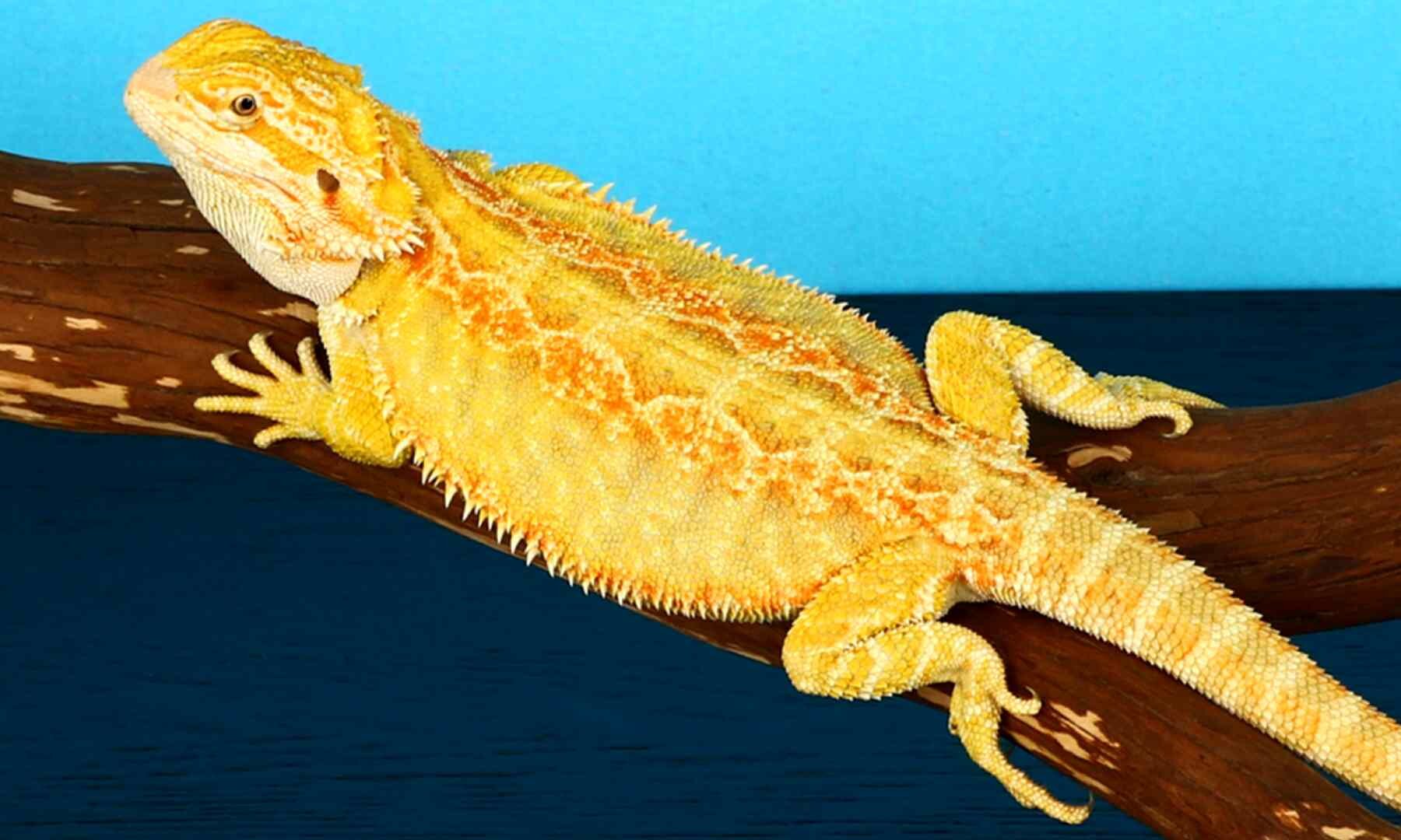 Citrus Bearded Dragon for sale