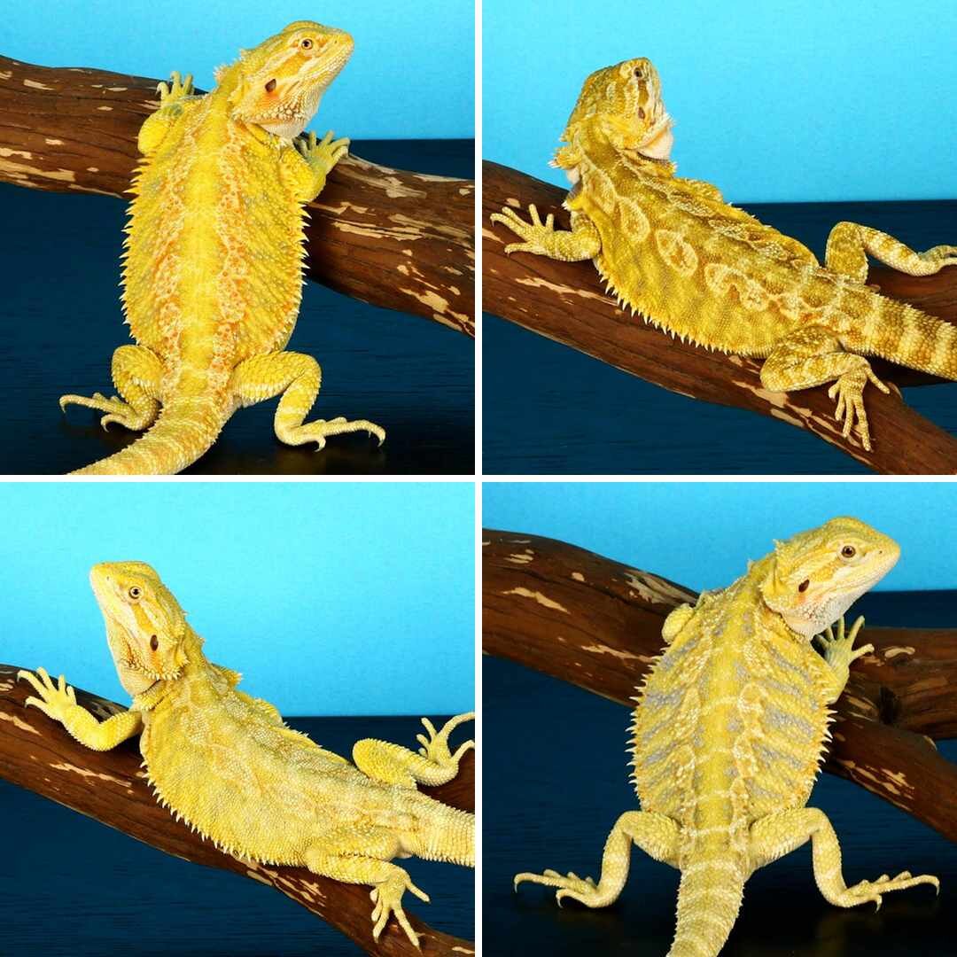 Shop Bearded Dragons —