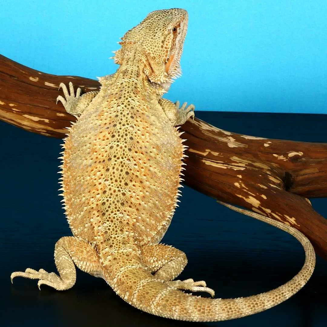 Shop Bearded Dragons —