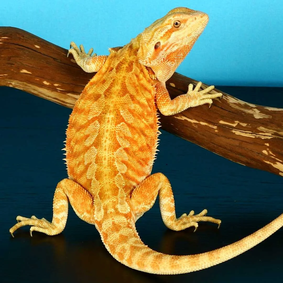 orange leatherback hypo bearded dragon 4.jpg
