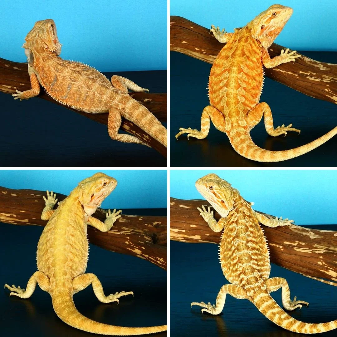 Get Wallpaper Shop Bearded Dragons Herebdragons Com For iPhone