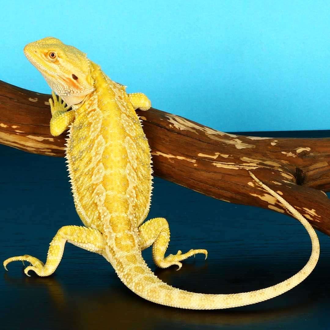 Citrus Bearded Dragon for sale