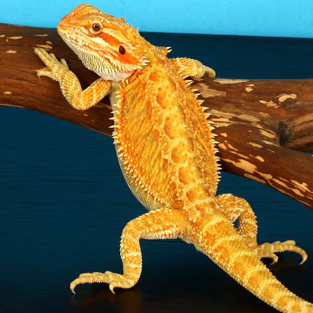 Shop Bearded Dragons —