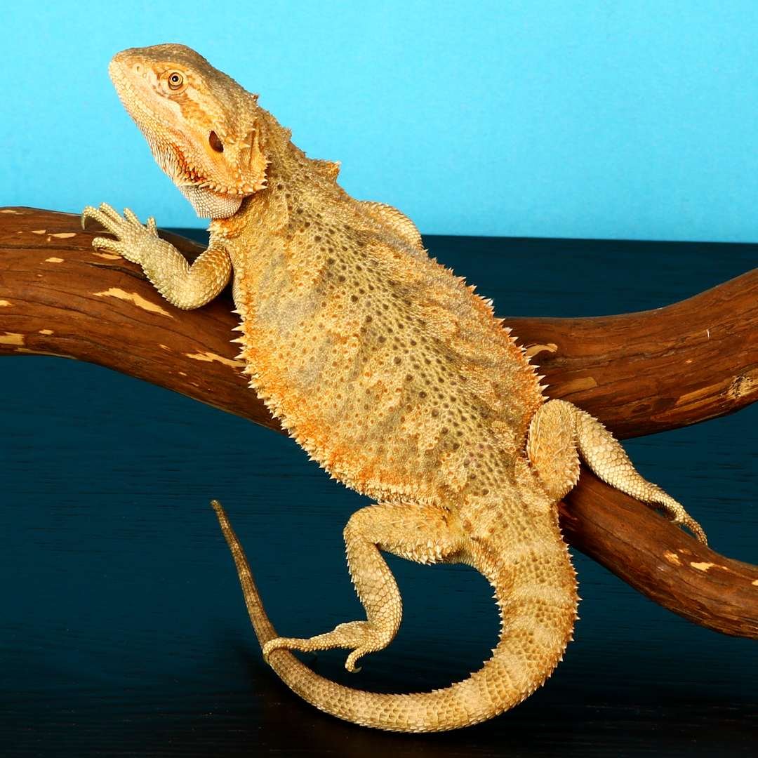 Orange - Hypo