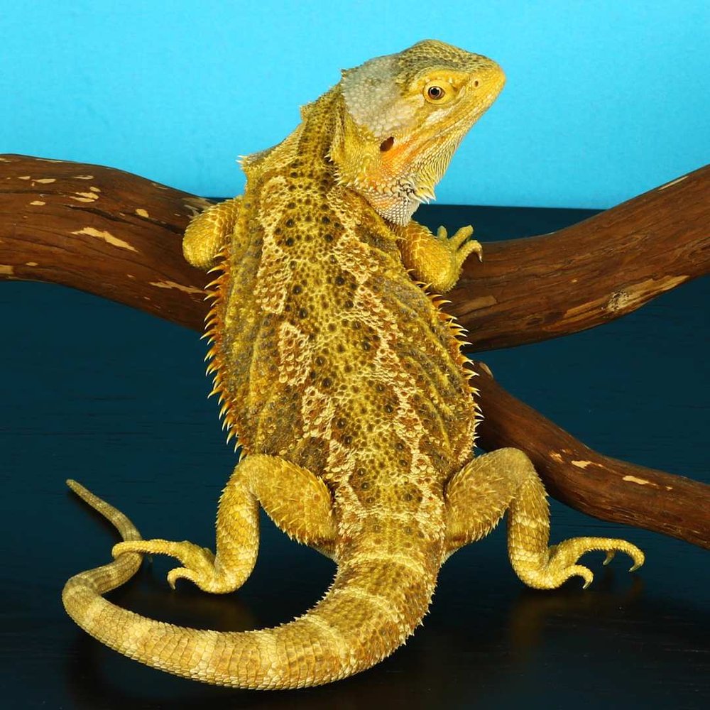 Citrus Leatherback Bearded Dragon Breeder (Stock BDB8)