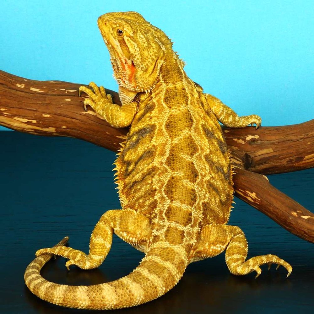 Citrus Leatherback Bearded Dragon Breeder (Stock BDB8)