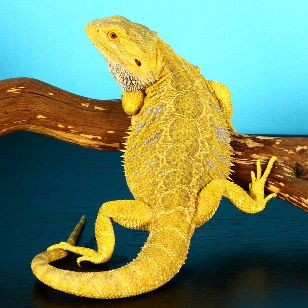 Citrus Bearded Dragon for sale