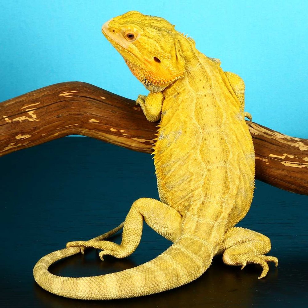 Citrus Bearded Dragon for sale