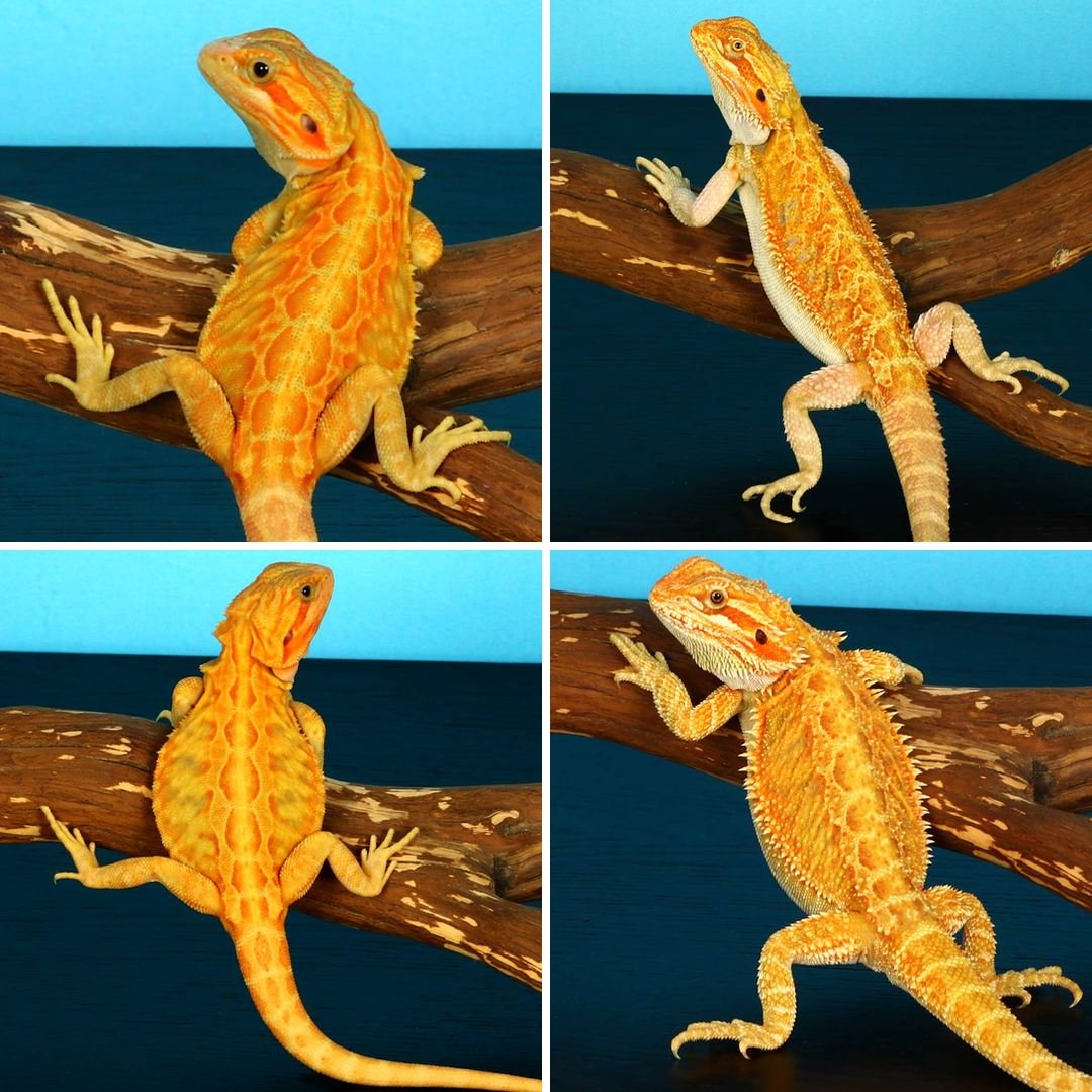 Bearded Dragon for Sale