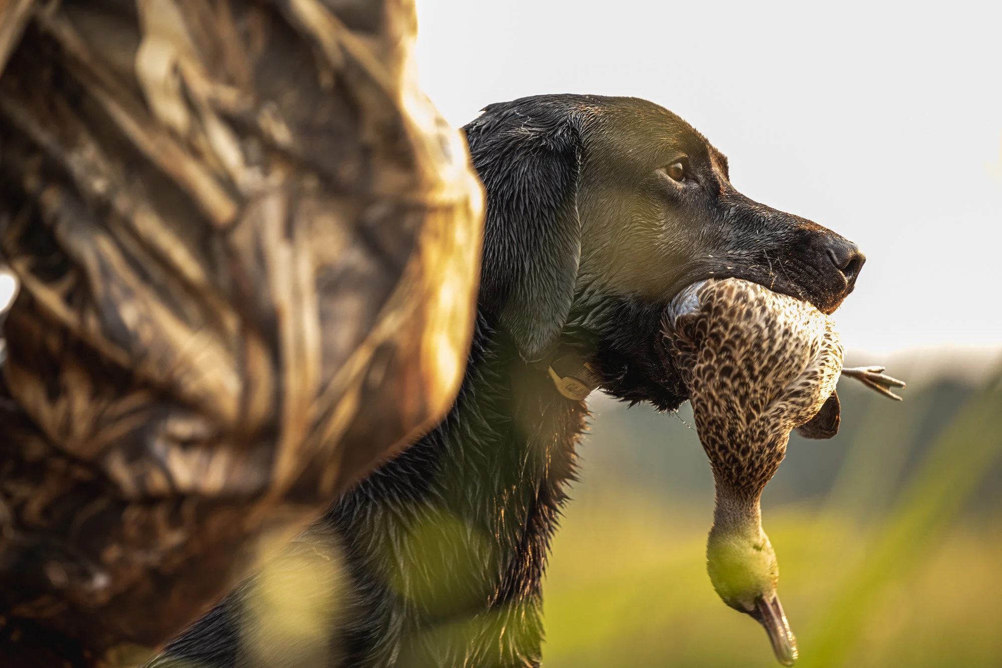 hunting-duck-dogs-outdoors-waterfowl-clayton-dodwell.jpg