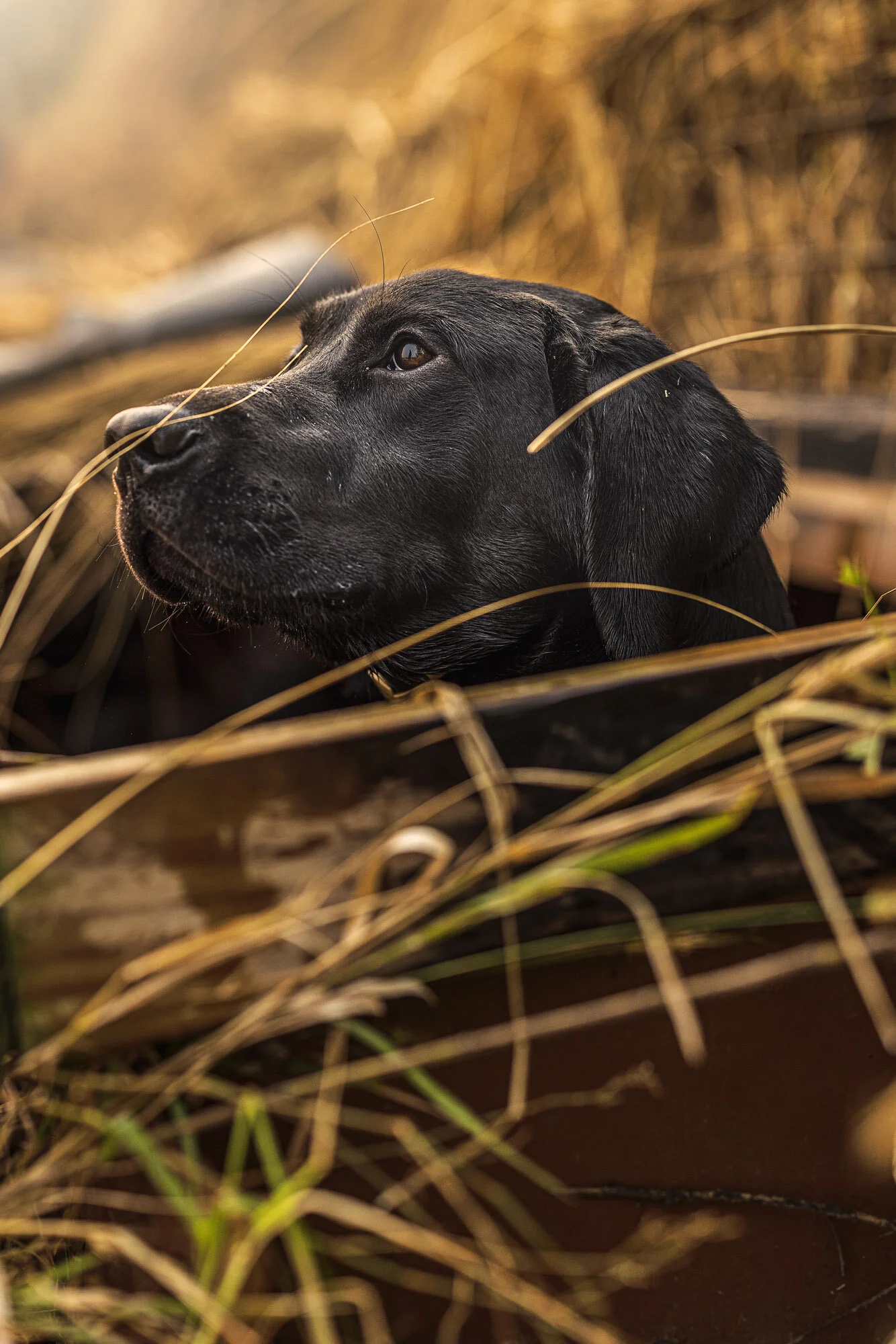 hunting-duck-dogs-outdoors-waterfowl-clayton-dodwell-1.jpg