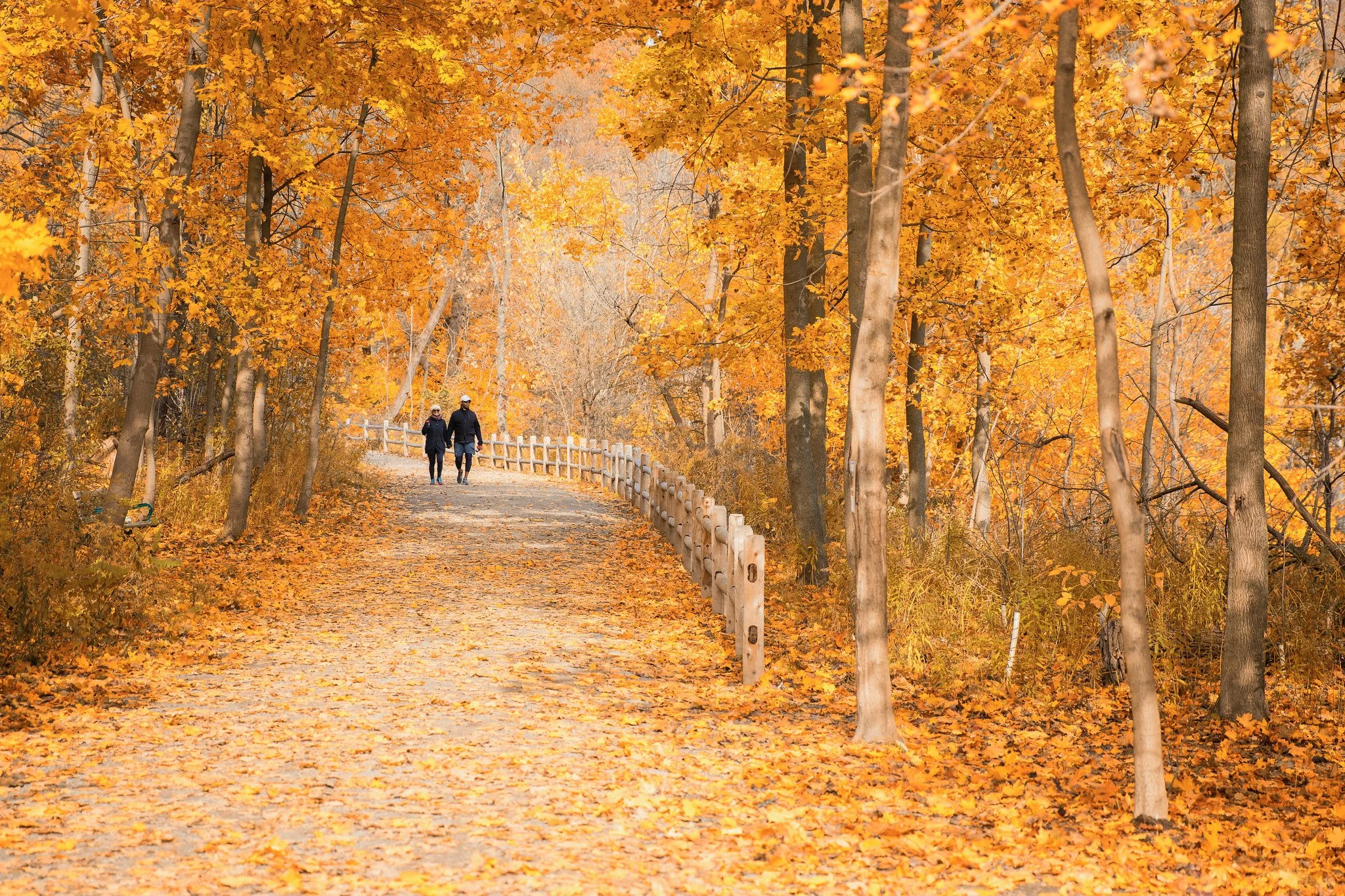 Autumn in Moore Park Ravine, Toronto