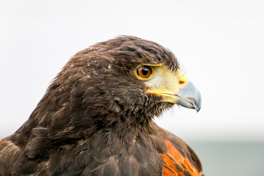 Harris Hawk