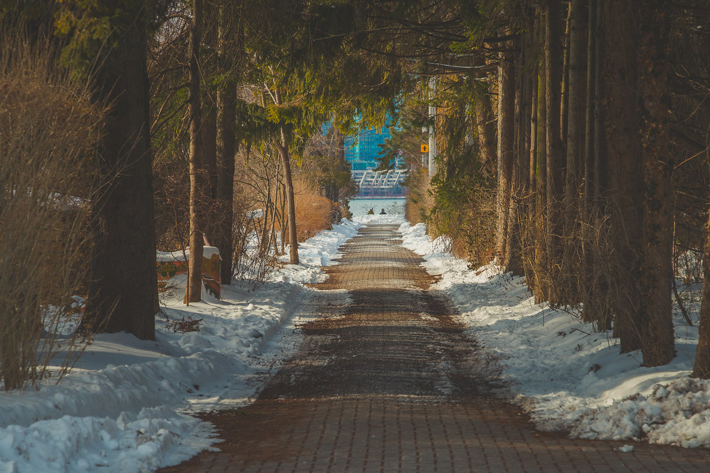 Tree Lined Path 