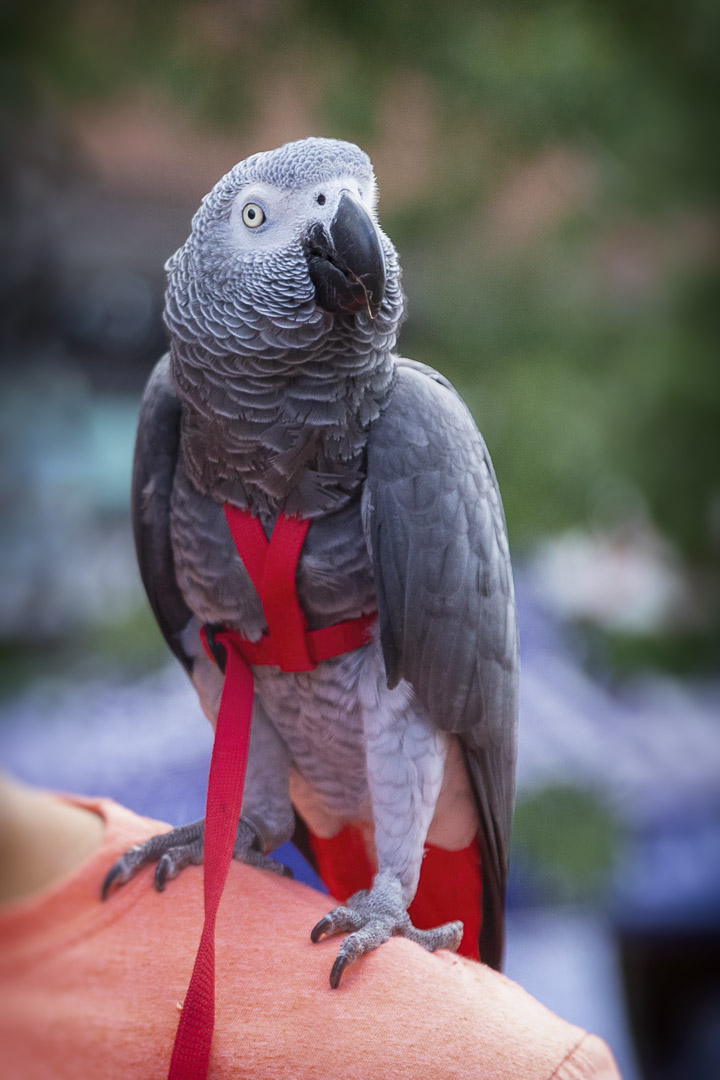 Grey Parrot Close Up 