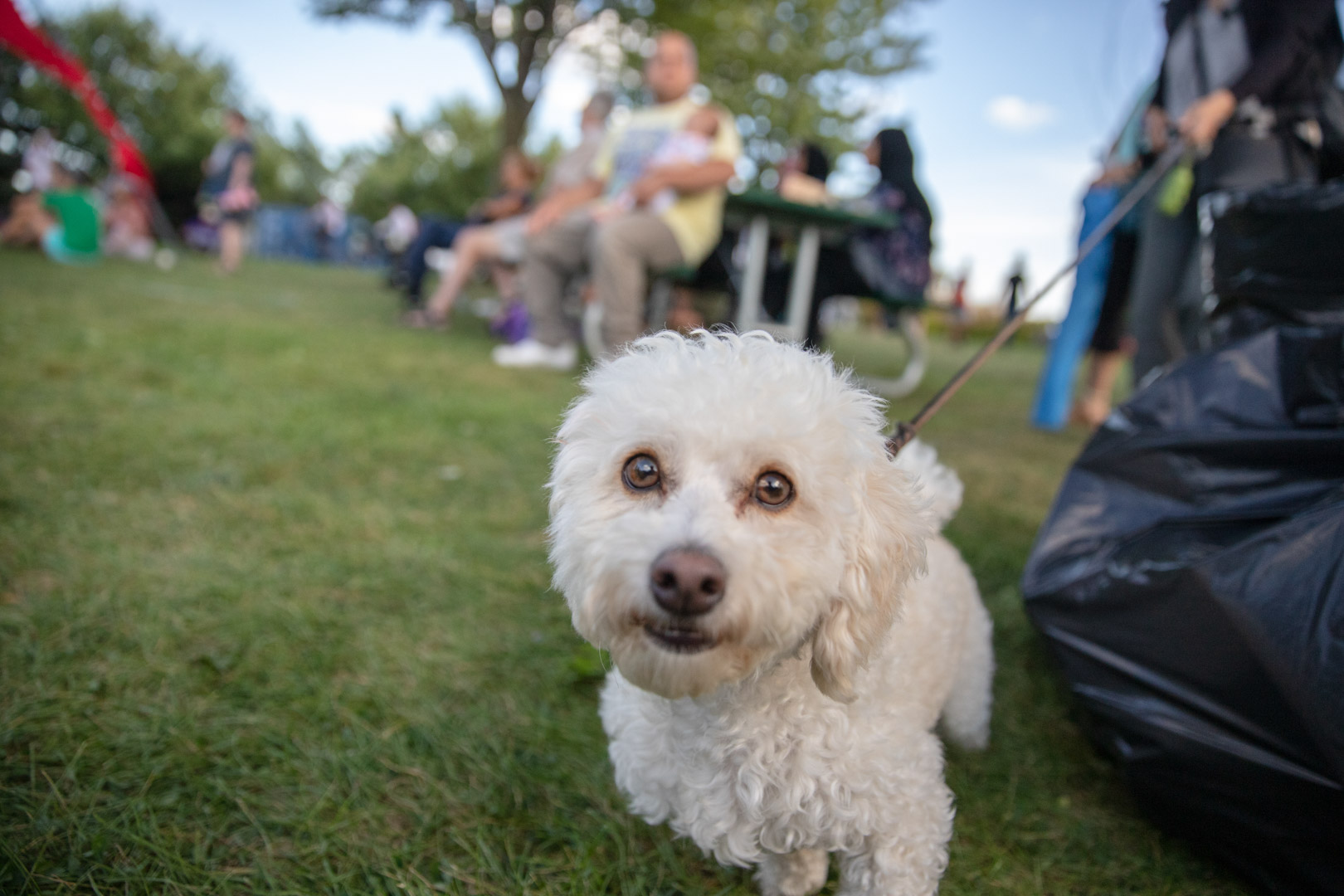 Dog Friendly Event 