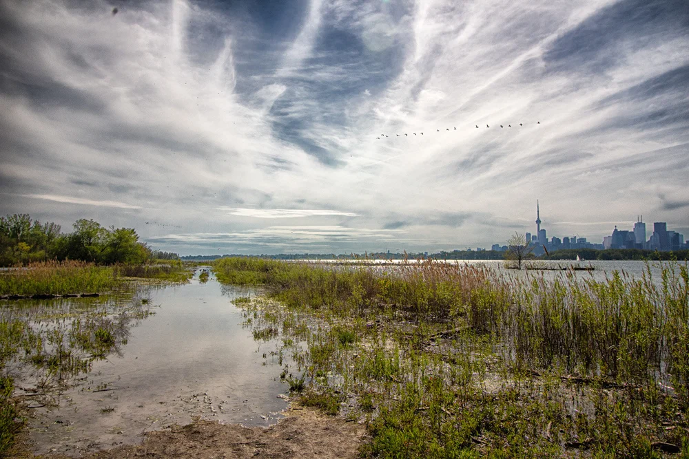 June 9th 2019 - Tommy Thompson Park / Leslie Street Spit (Copy)