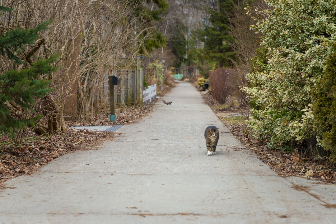  Along our walk on Lakeshore avenue, we are met by a familiar friend.   