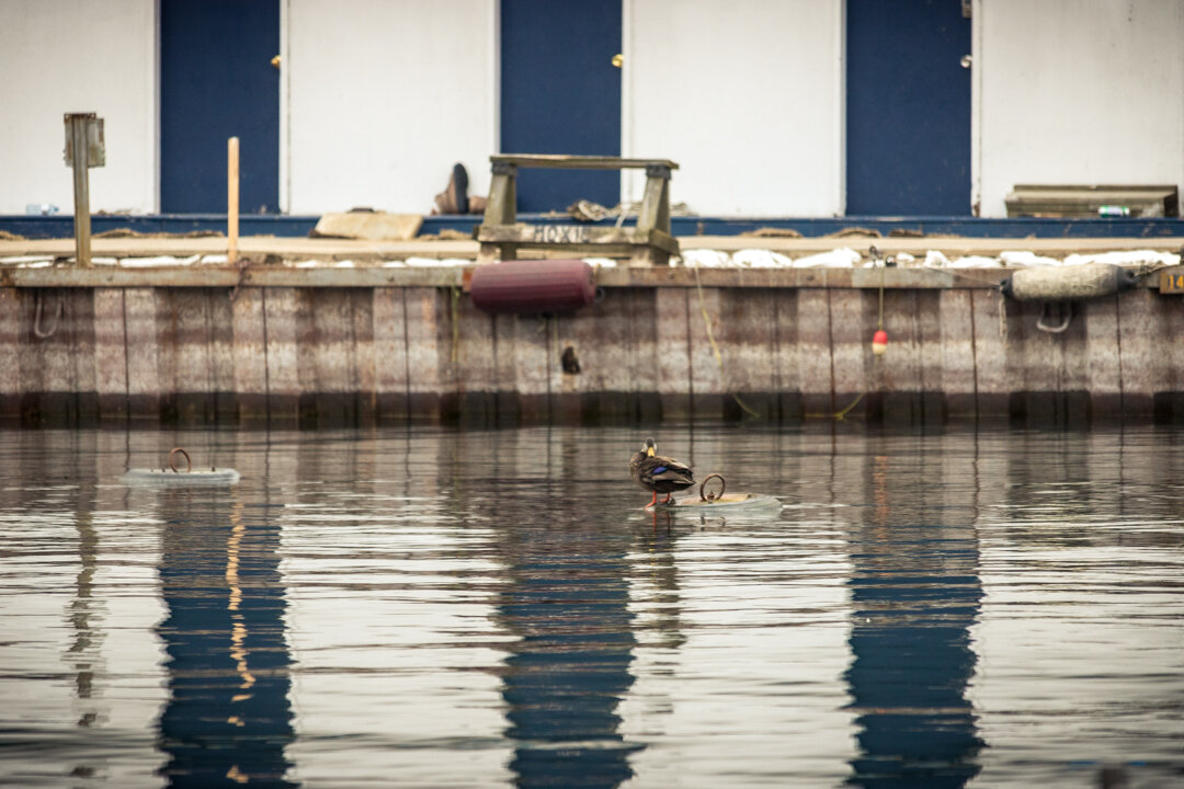  There are ducks in the mooring area, lots of ducks! 